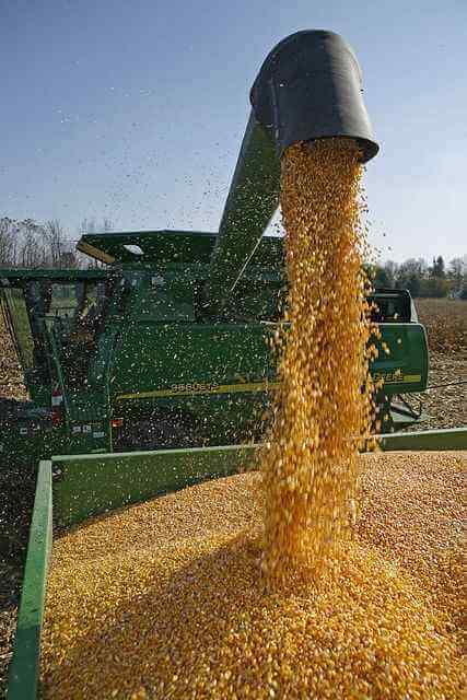 Close-up van graanhalmen op het land van Farmzz