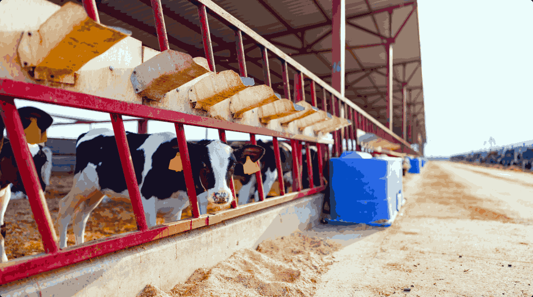 Melkveebedrijf met koeien in de wei